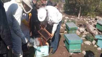 هجرة مفاجئة لنحل العسل .. شهدت بعض طوائف النحل في محافظة درعا