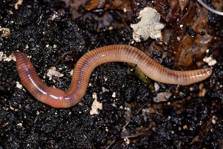 الذهب الأسود ينتشر في سورية ..هدفنا الاستغناء عن الأسمدة والمبيدات والتوعية لمخاطرها