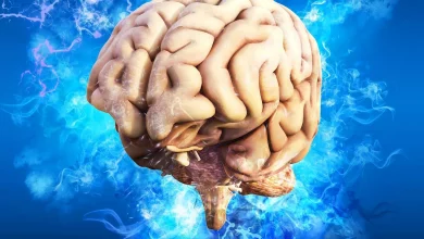 أفضل نظام غذائي لدعم صحة الدماغ