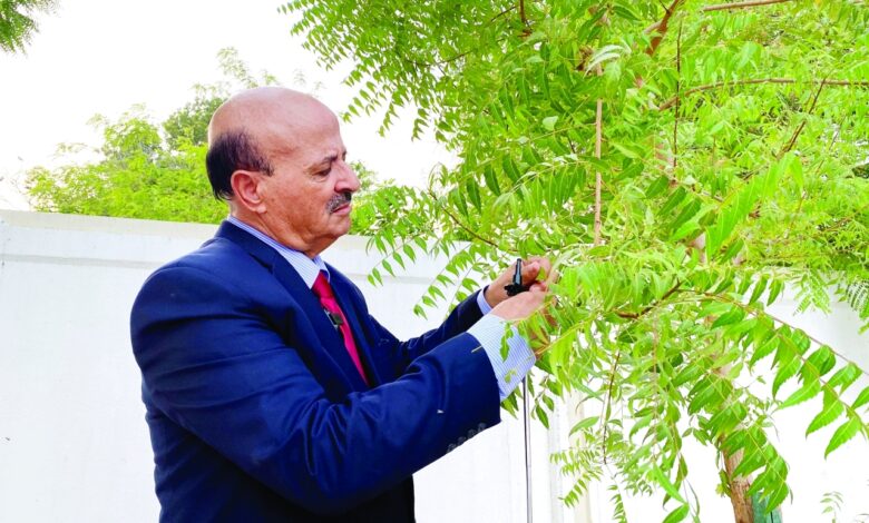 شجرة النيم صديقة للبيئة معمرة ومفيدة