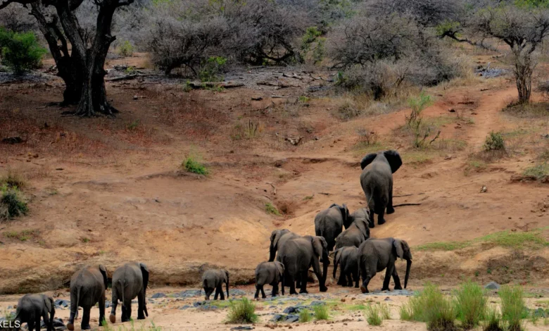 "كمبيوتر خارق" يحذر من انقراض جماعي لكائنات على الأرض