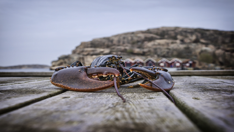 مكوّن في الكركند يمنح أملا في صنع مانع حمل شديد الفعالية