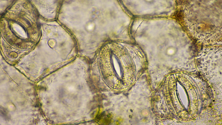 نباتات تتنفس