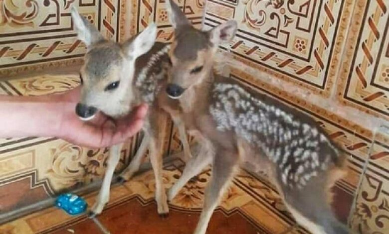 حيوانات سوريا.. قتلٌ من أجل المال