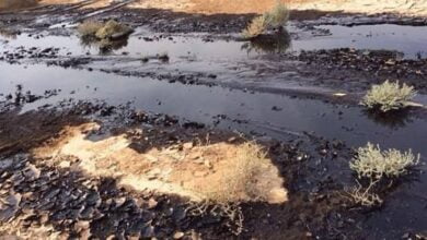 تسجيل حالات نفوق بين المواشي والأسماك بسبب التسرب النفطي ببحيرة السد في الحسكة
