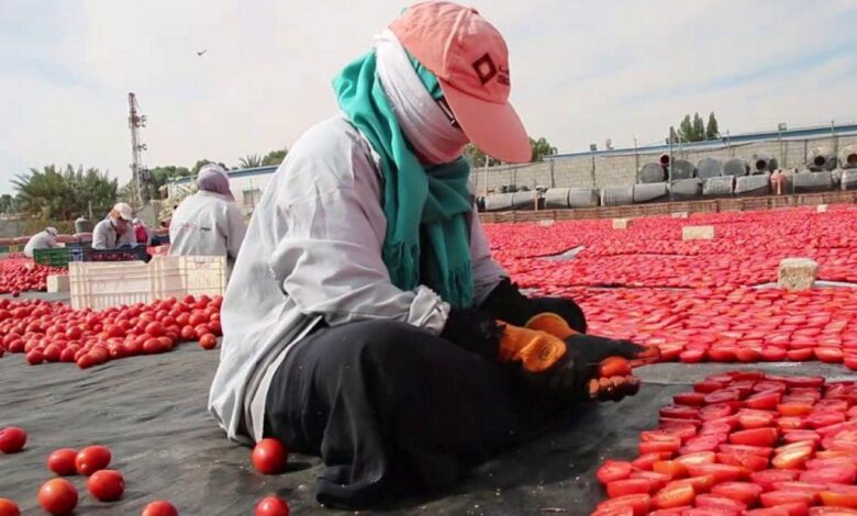الطماطم المجففة