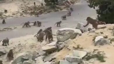 هجوم مخيف للقردة
