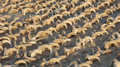 الكشف الجديد لمجموعة ضخمة من رؤوس الكباش المحنطة في مصر