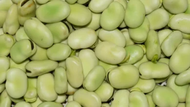 وكالة تحذر: الفول الأخضر يمكن أن يسبب الموت