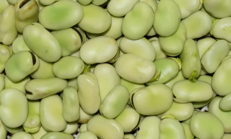 وكالة تحذر: الفول الأخضر يمكن أن يسبب الموت