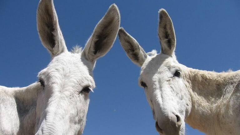 أكل لحوم الحمير