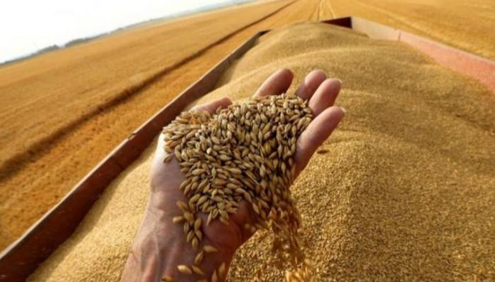 صادرات القمح