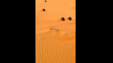 كرات صحراء الربع الخالي