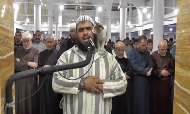 الإمام الجزائري القطة
