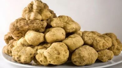 الكمأة سوريا