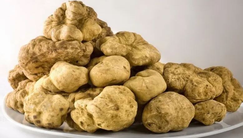 الكمأة سوريا