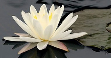 زهرة اللوتس