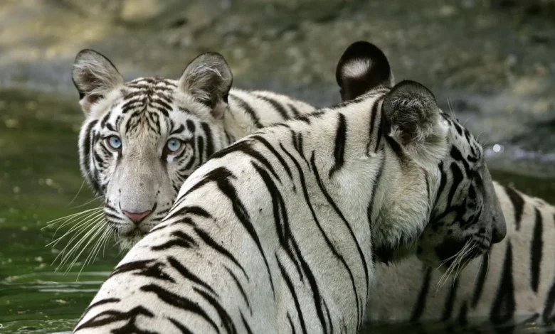 الهند تصبح مأوى لـ 75 % من نمور العالم