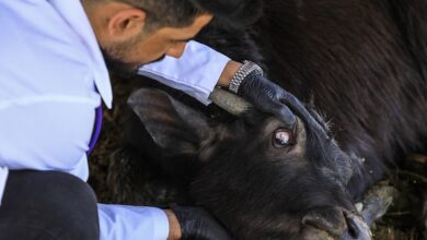 الحمى النزفية العراق