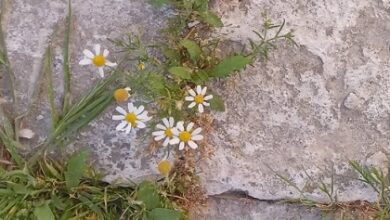 خاننا الزمان والمكان